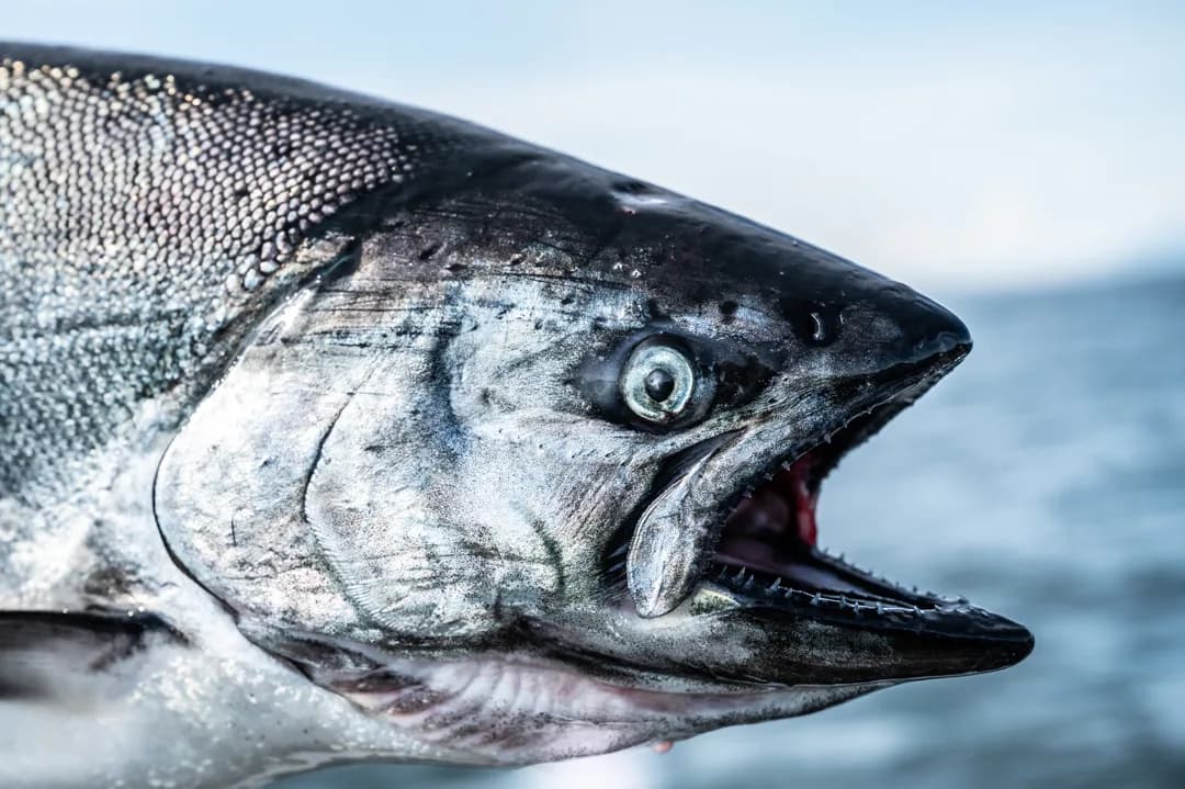 Close-up of a king salmon head, mouth open, silver scales and dark back visible against a blurred gray water background.