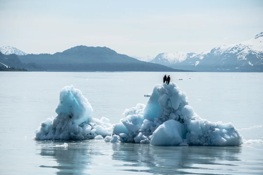 Two bald eagles perched on a floating iceberg in Glacier Bay, snow-capped mountains in the background.