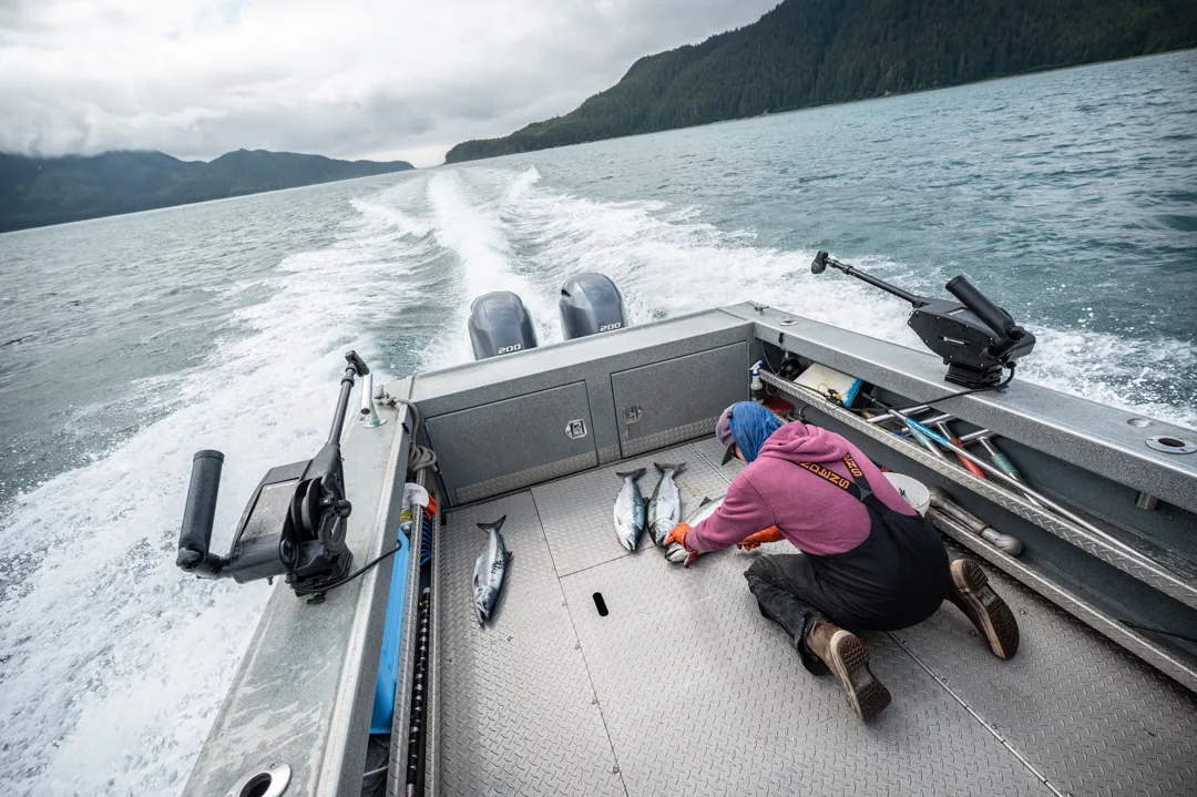 Angler kneeling on aluminum boat deck tending to several fresh salmon, twin outboards and forested mountains in the wake.