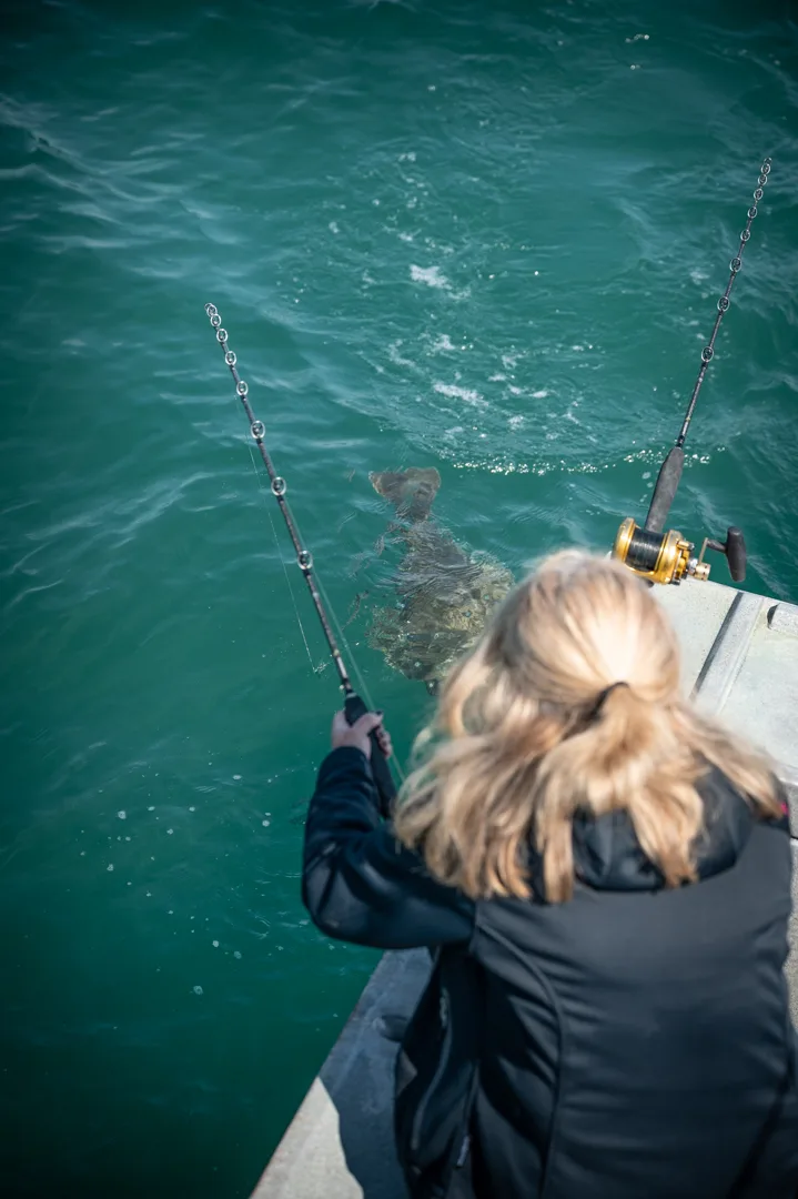 Angler working a rod at the gunwale as a large halibut surfaces in green water beside the boat.