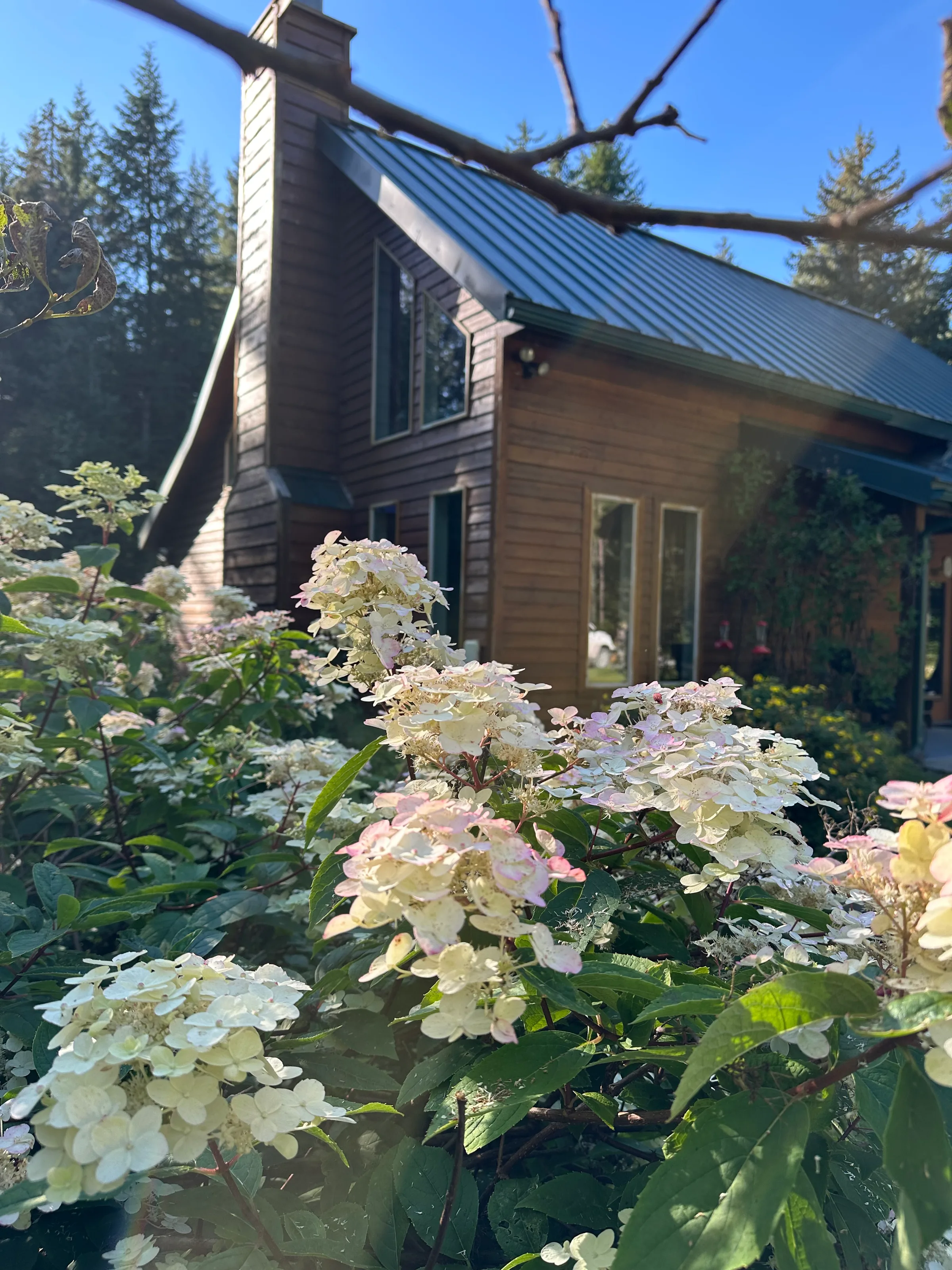 Wood-sided lodge cabin with metal roof seen through blooming hydrangeas and garden plantings, spruce forest behind.