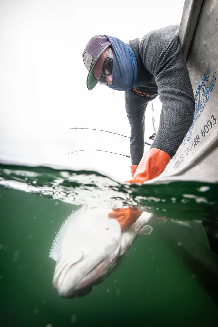 Angler in orange gloves lowering a large halibut to the waterline from the side of an aluminum boat, shot from water level.