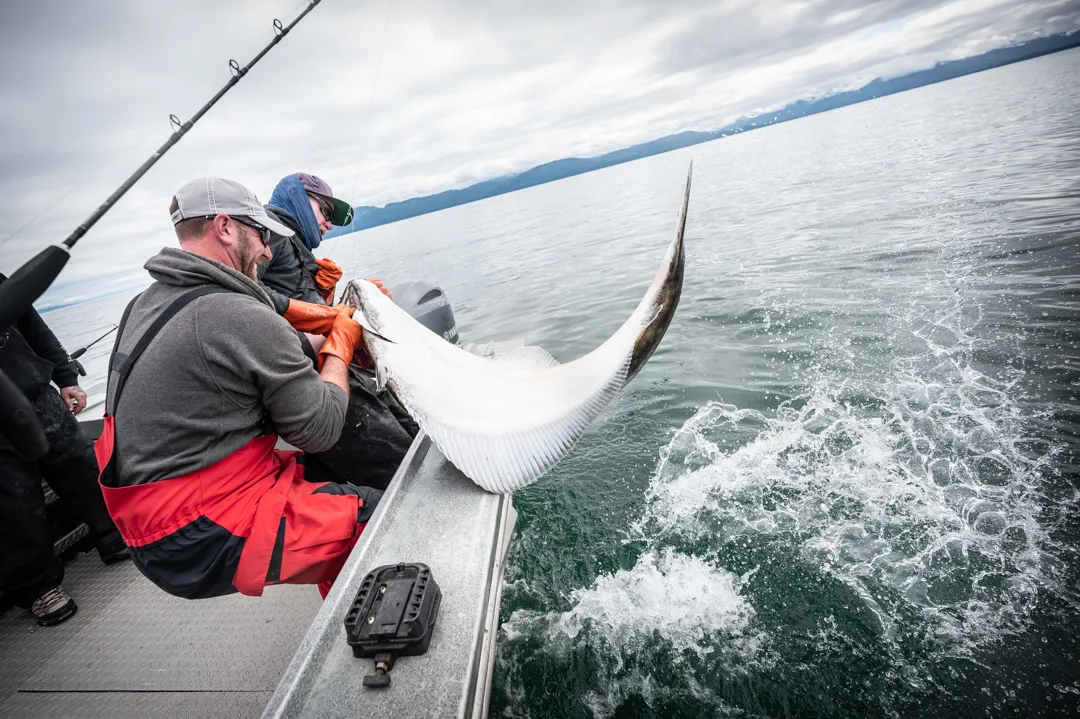 Two anglers hauling a large halibut over the gunwale, white belly and curved tail thrashing above the water
