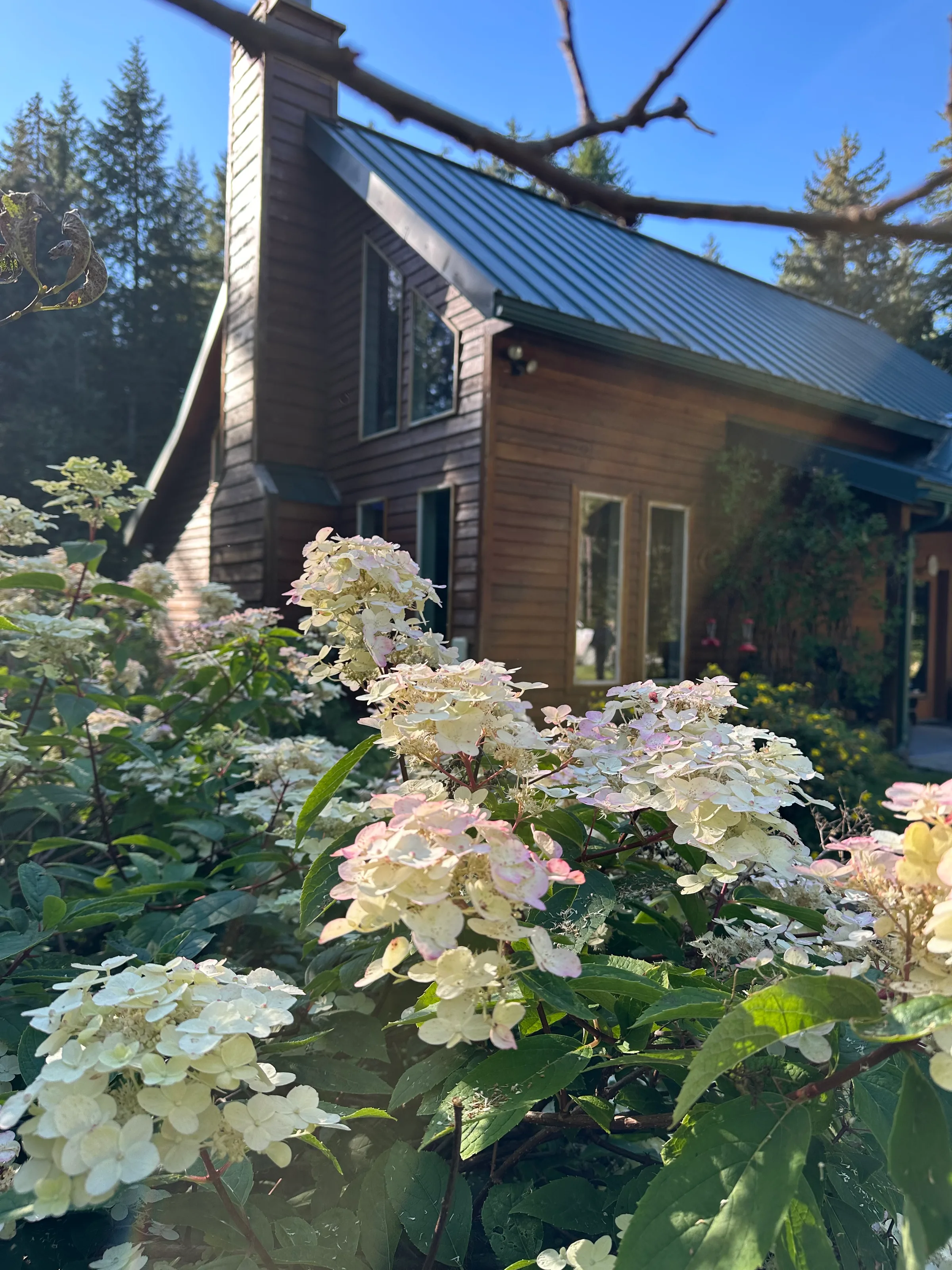 Cedar-sided lodge building with green metal roof seen through blooming hydrangeas on a clear summer day.