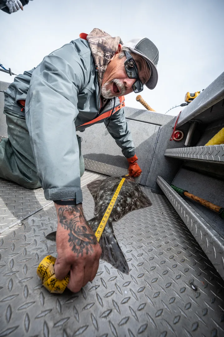 Angler measures a halibut on aluminum boat deck with a yellow tape measure, tattooed hand visible.