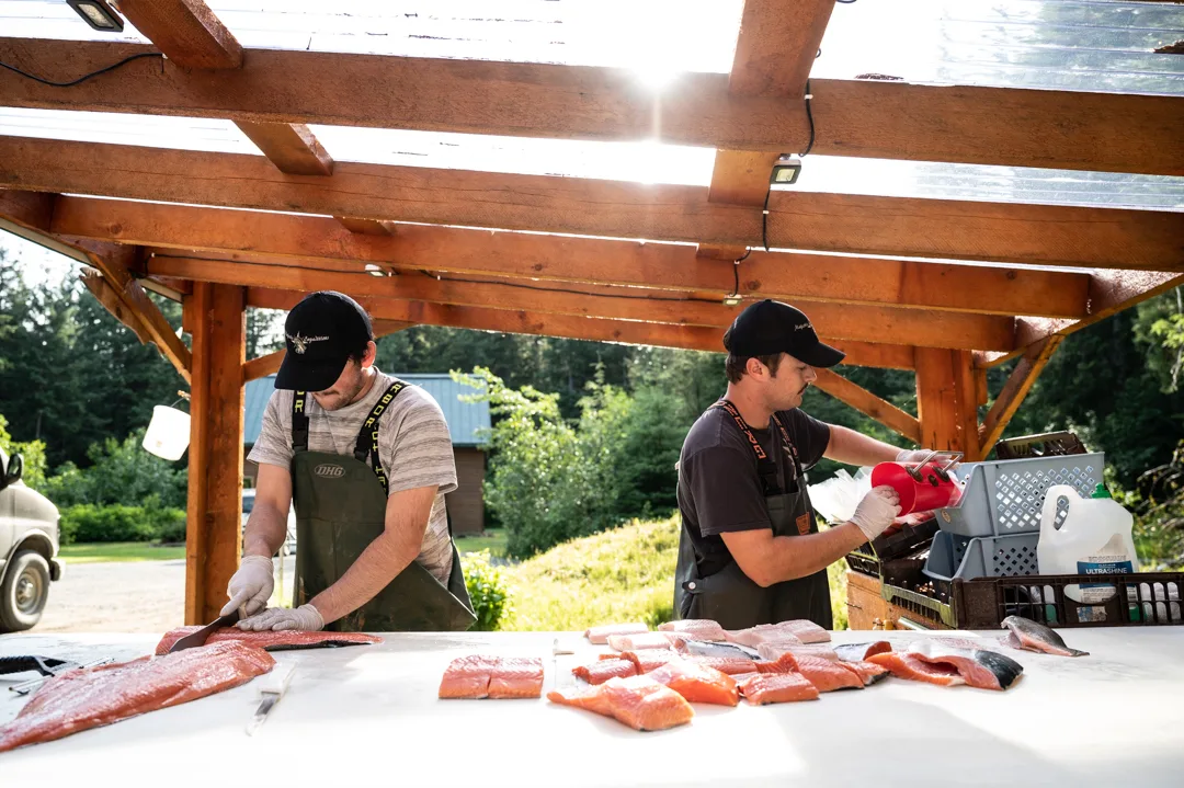 Two guides in aprons filleting salmon at an outdoor cleaning station, bright red flesh spread across the table.