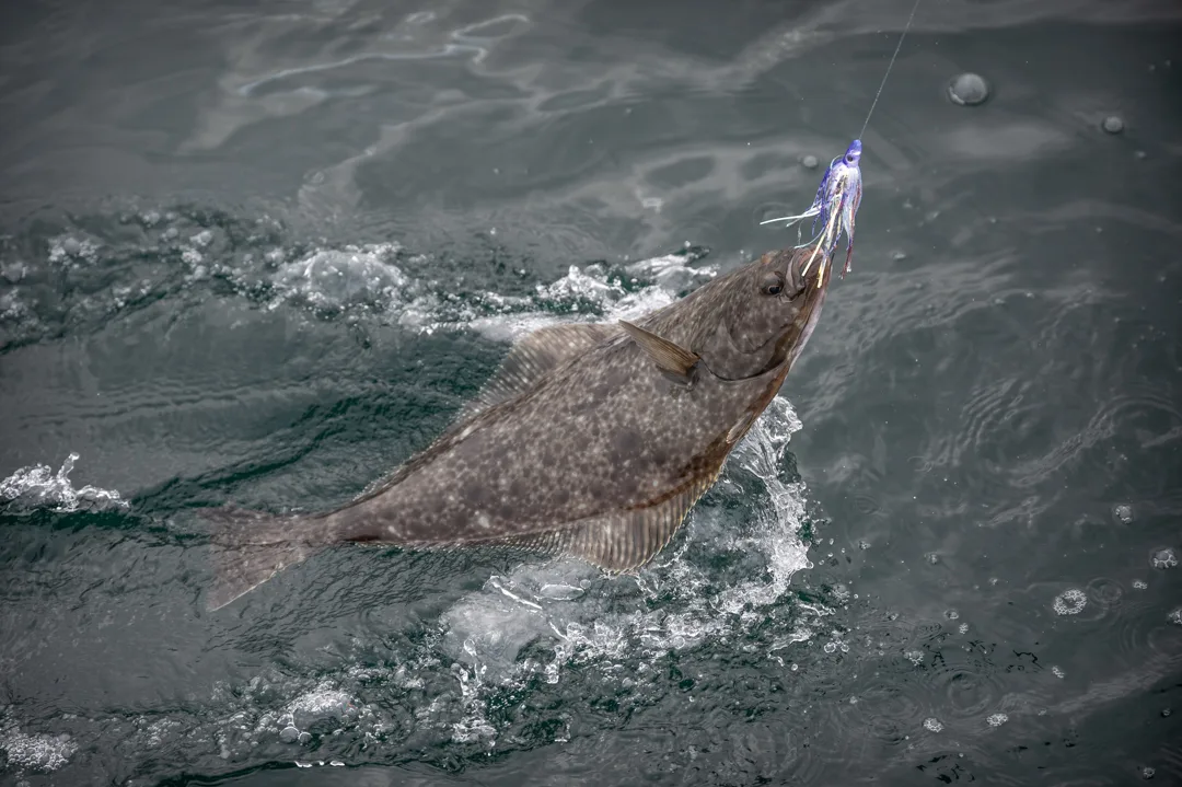 Halibut breaking the surface on a jig, lifted from dark Alaskan water at boatside.