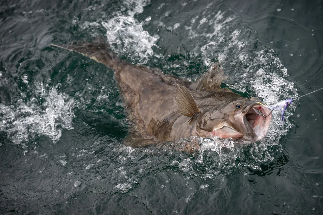 Halibut breaking the surface with mouth open, hooked on a jig, churning gray-green water at boatside.