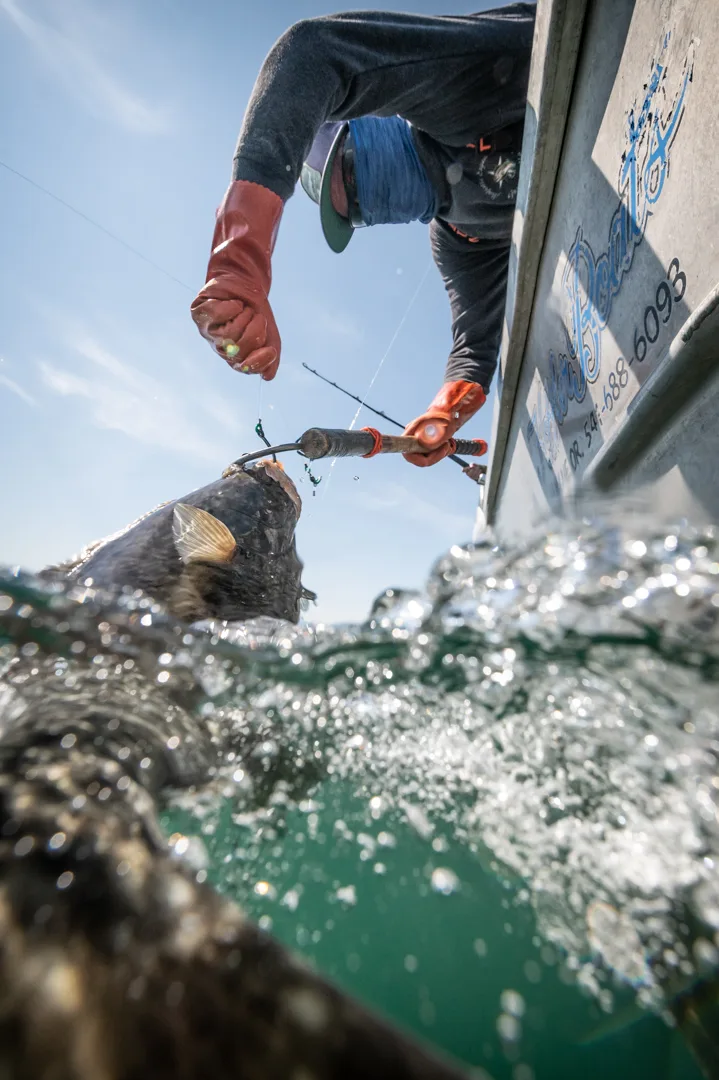 Angler in red rubber gloves works a large halibut to the surface alongside the boat hull, water-level perspective.