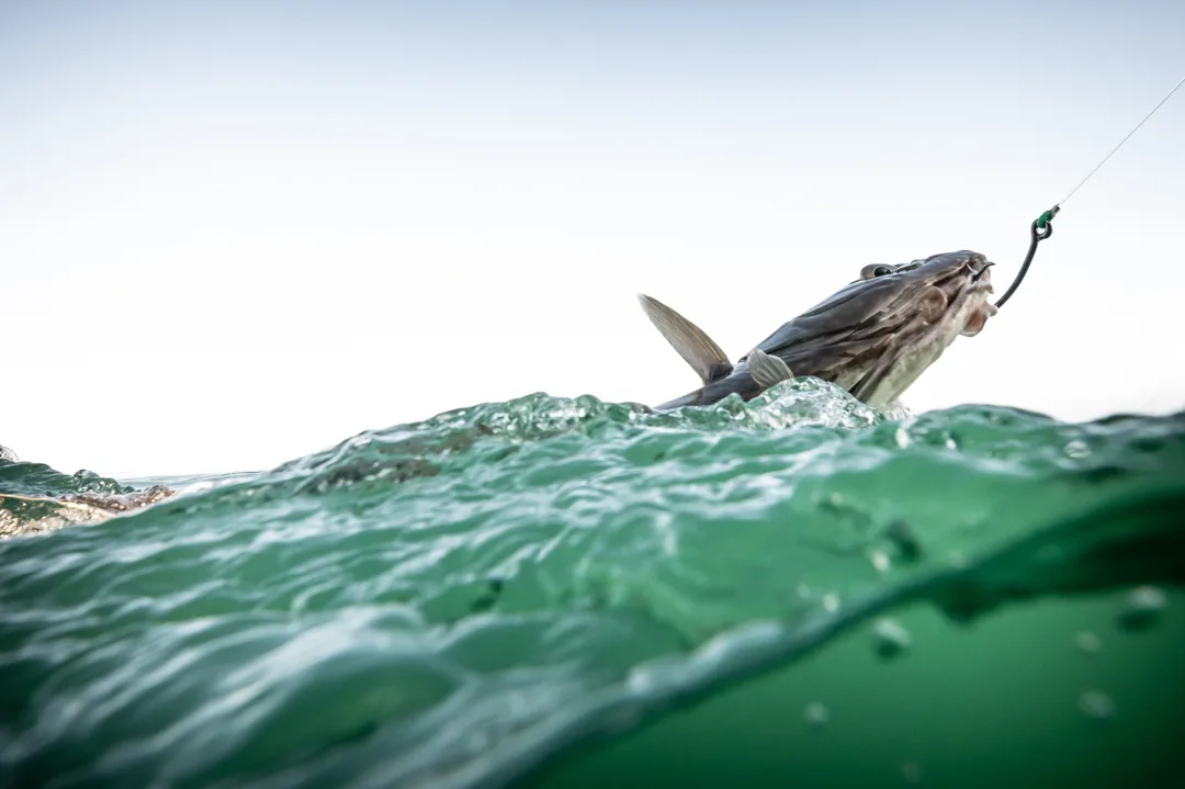 Hooked fish breaking the surface at water level, line taut against overcast sky, shot from wave height