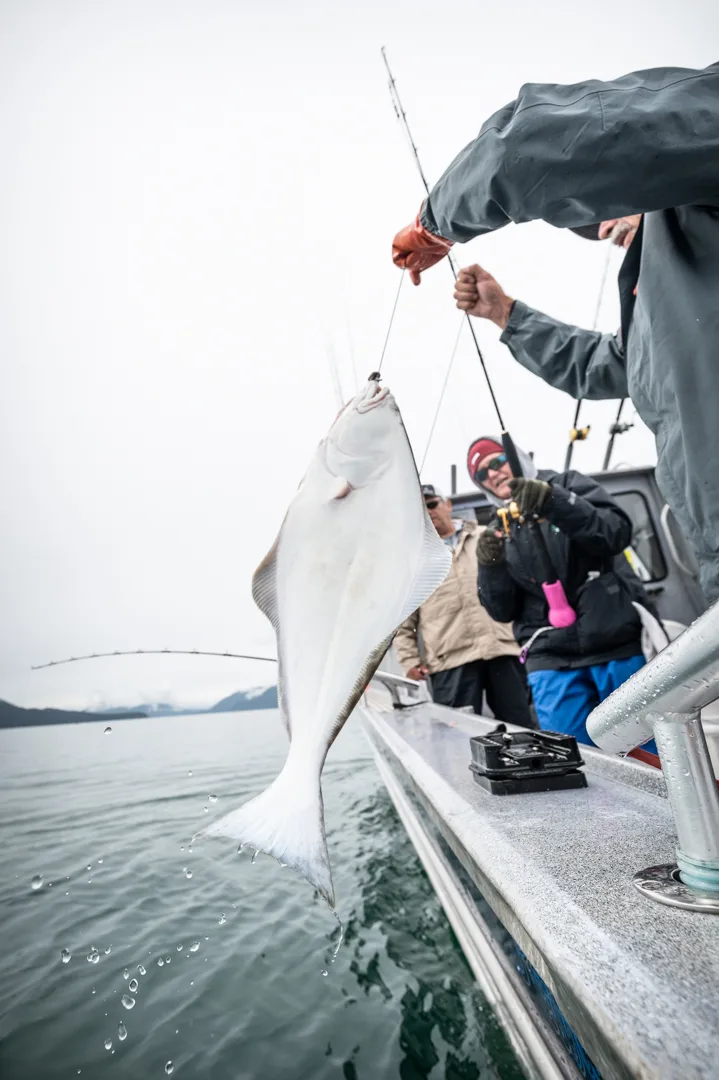Halibut lifted over the rail of a charter boat, water dripping, anglers watching in background, overcast Icy Strait.