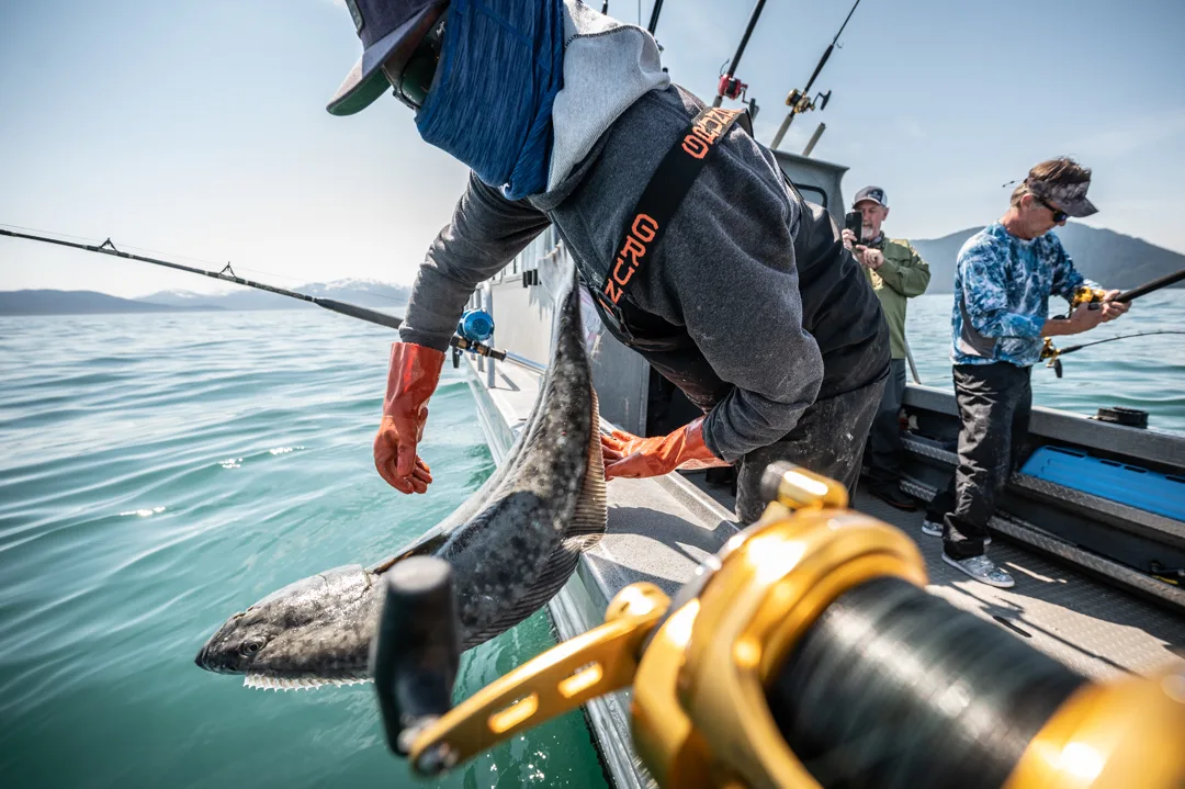 Deckhand lifting a large halibut over the rail; gold reel in foreground, two anglers and snow-capped mountains beyond.