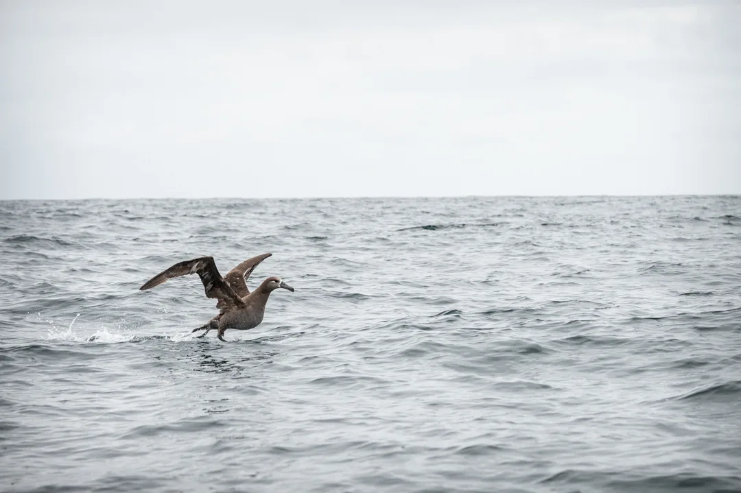 Black-footed albatross lifting off the surface of a gray open-ocean swell, wings fully extended.