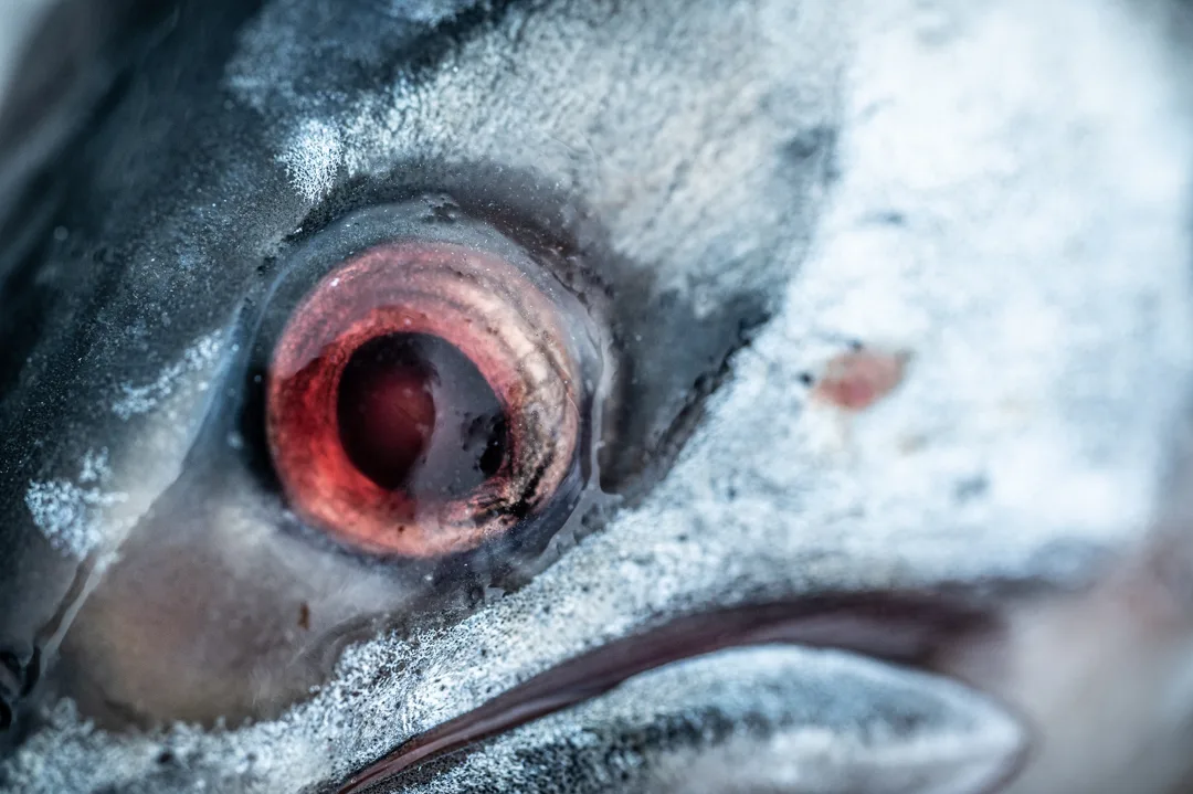 Extreme close-up of a silver salmon's eye and jaw, scales catching cold light against a dark background.