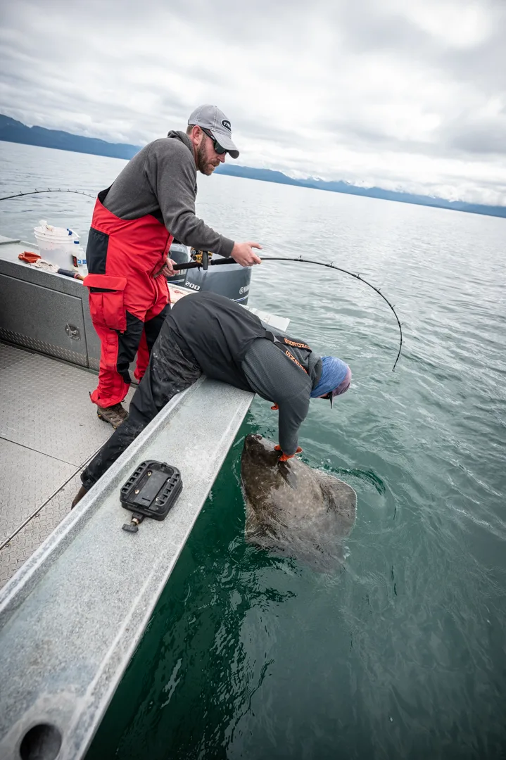 Two anglers lift a large halibut over the gunwale of an aluminum boat, mountains visible across calm Icy Strait water.