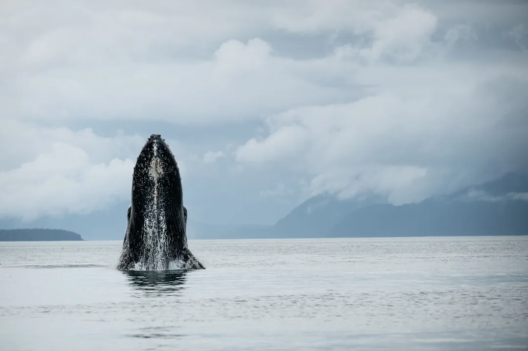 Humpback whale breaching in calm Alaska waters, mountains and overcast sky in background.