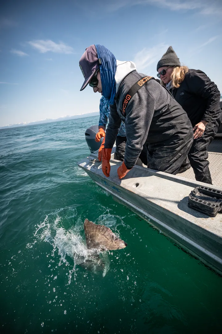 Two anglers lean over the gunnel as a halibut surfaces alongside the aluminum skiff in calm green water.