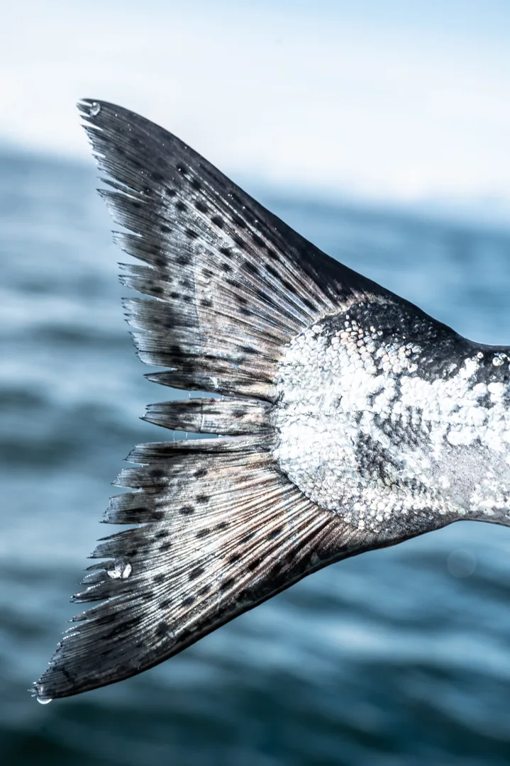Close-up of a silver salmon tail held above open water, droplets visible on fin rays, Icy Strait in background.