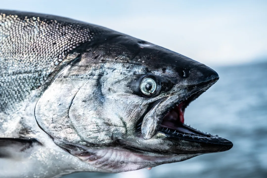 Close-up of a king salmon head, mouth open, silver scales and dark back visible against a blurred gray water background.
