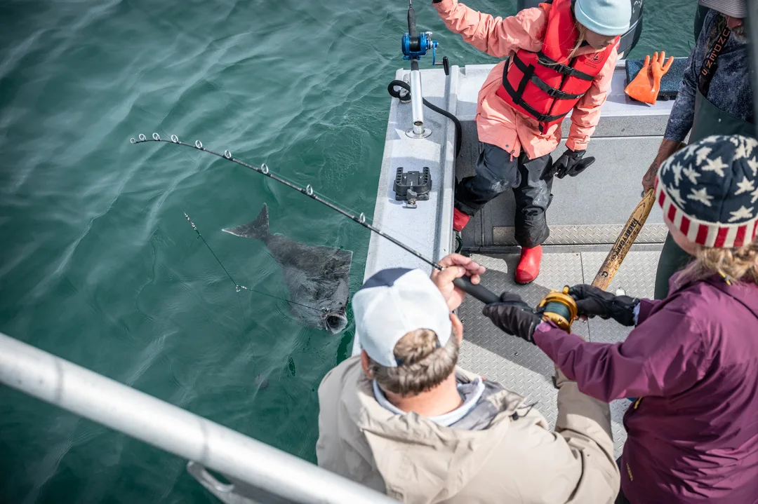 Anglers work a large halibut to the surface alongside the boat deck, gaff ready, viewed from above.