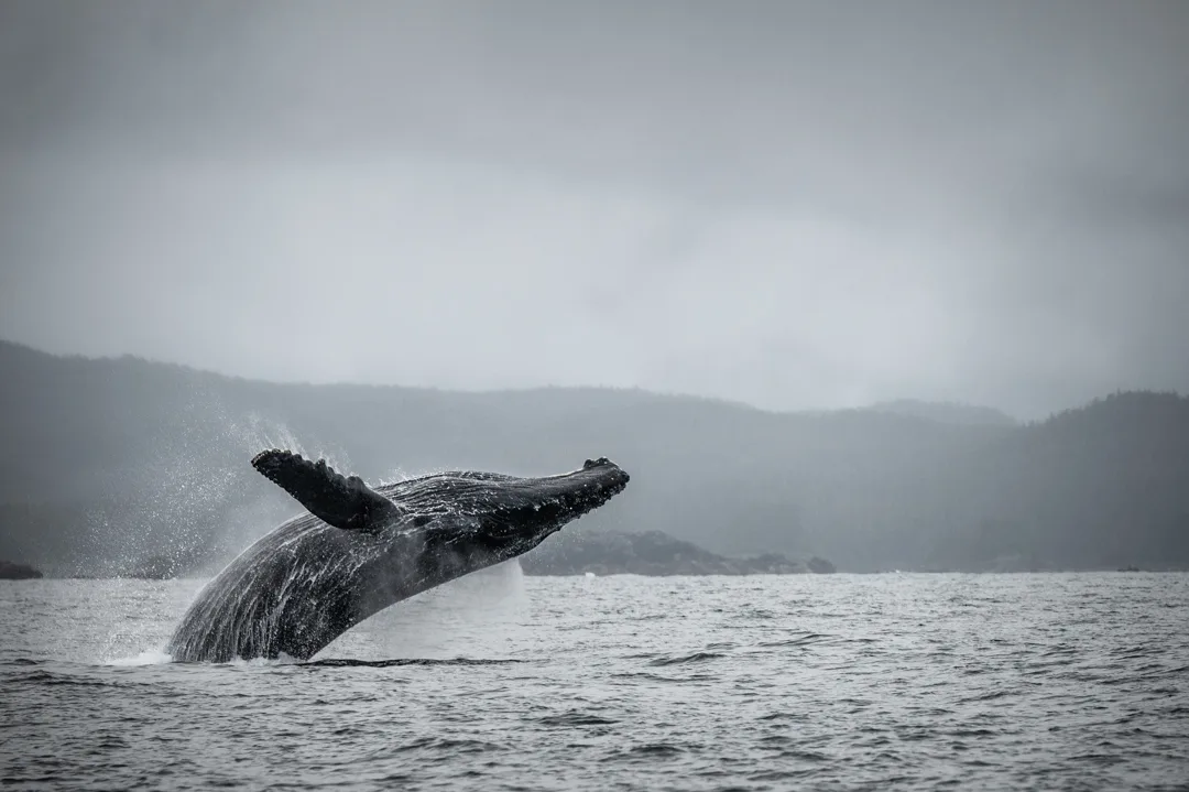 Humpback whale breaching in Icy Strait, mist-covered forested hills and overcast sky in background.