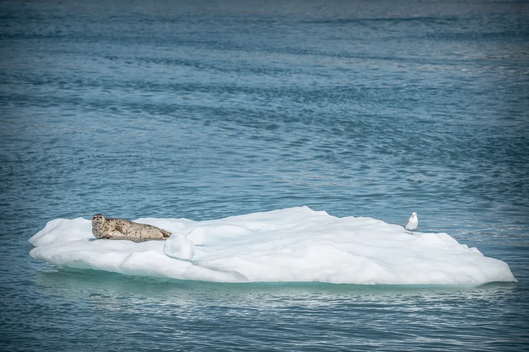 Harbor seal and gull resting on a small ice floe in open blue water, Glacier Bay.